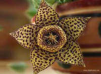STAPELIA VARIEGATA